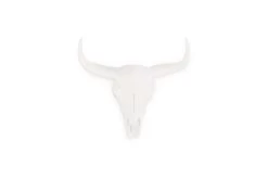 Bison Skull (small)
