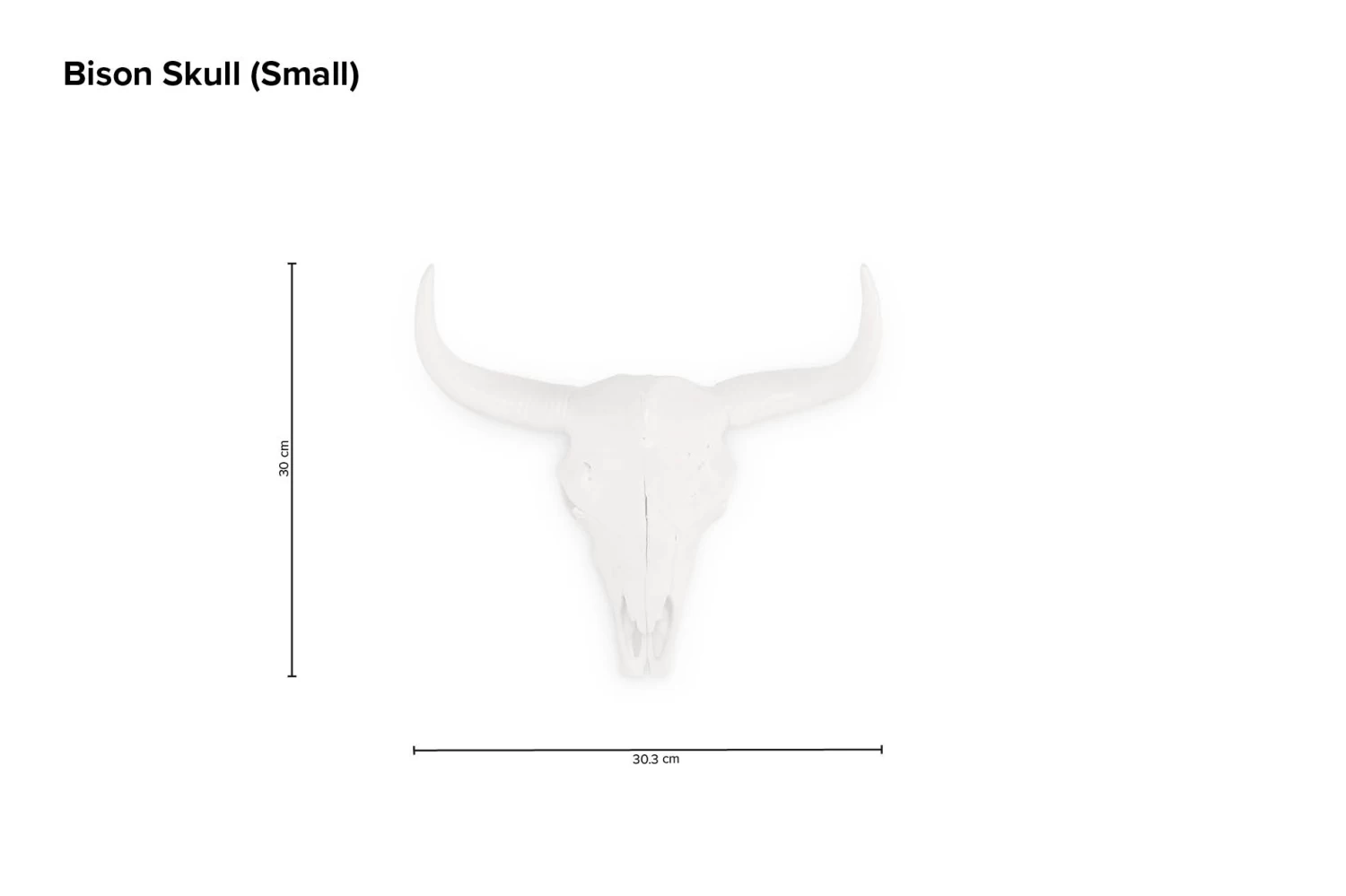 Bison Skull (small) 7 Bison Skull (small) - Image 7