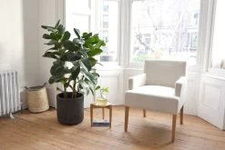 Darbey Chair (natural) -Cozy Home Shop FC Darbey Chair Natural Lifestyle cropped 1