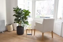 Darbey Chair (natural) -Cozy Home Shop FC Darbey Chair Natural Lifestyle cropped 2