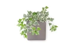 Square Wall Planter