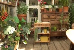 Walnut Hana Plant Stand -Cozy Home Shop Hana Walnut Plant Stand Bromley LS